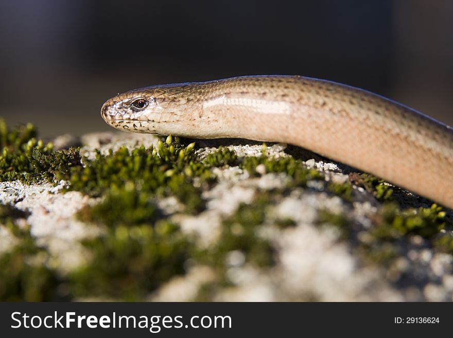 Slow-worm