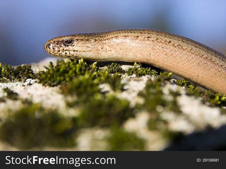 Slow-worm