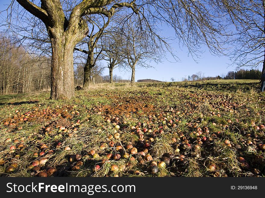 Apple trees in autumn with fallen apples beneath the grass