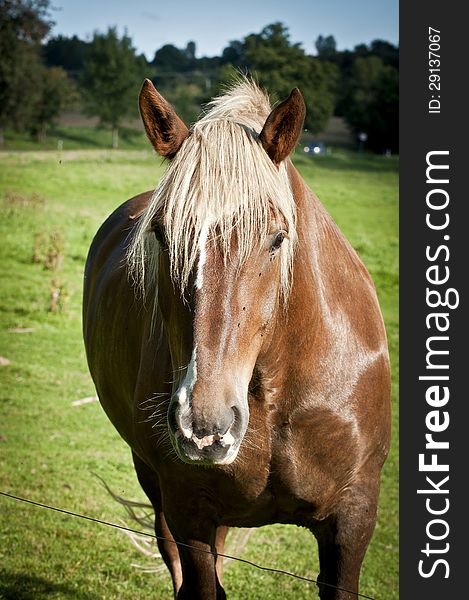 Horse portrait taken while a car was passing by.
Straight look at photographer.