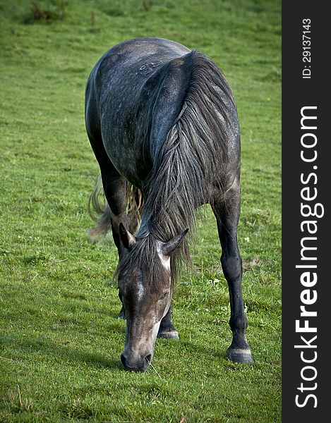 Horse portrait taken while feeding on grass.