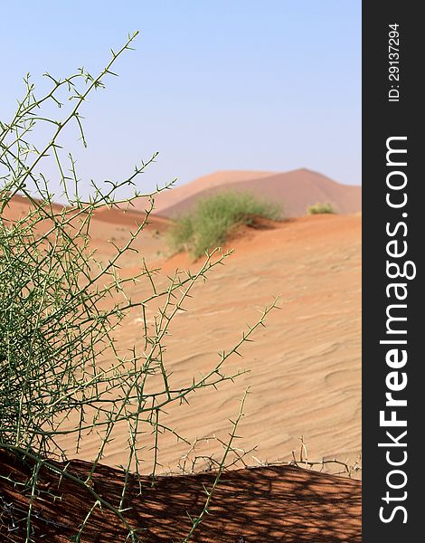 Nara Xerophytic plant (Acanthosicyos horrida) in the sandy Namib Desert. South African Plateau, Central Namibia. Nara Xerophytic plant (Acanthosicyos horrida) in the sandy Namib Desert. South African Plateau, Central Namibia