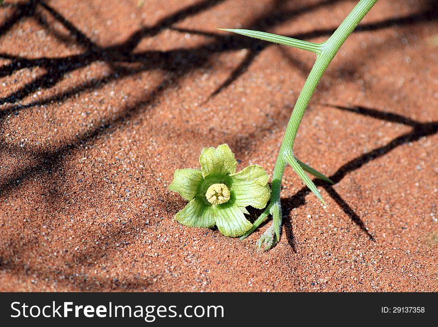 Nara Xerophytic plant flower detail (Acanthosicyos horrida) in the sandy Namib Desert. South African Plateau, Central Namibia. Nara Xerophytic plant flower detail (Acanthosicyos horrida) in the sandy Namib Desert. South African Plateau, Central Namibia