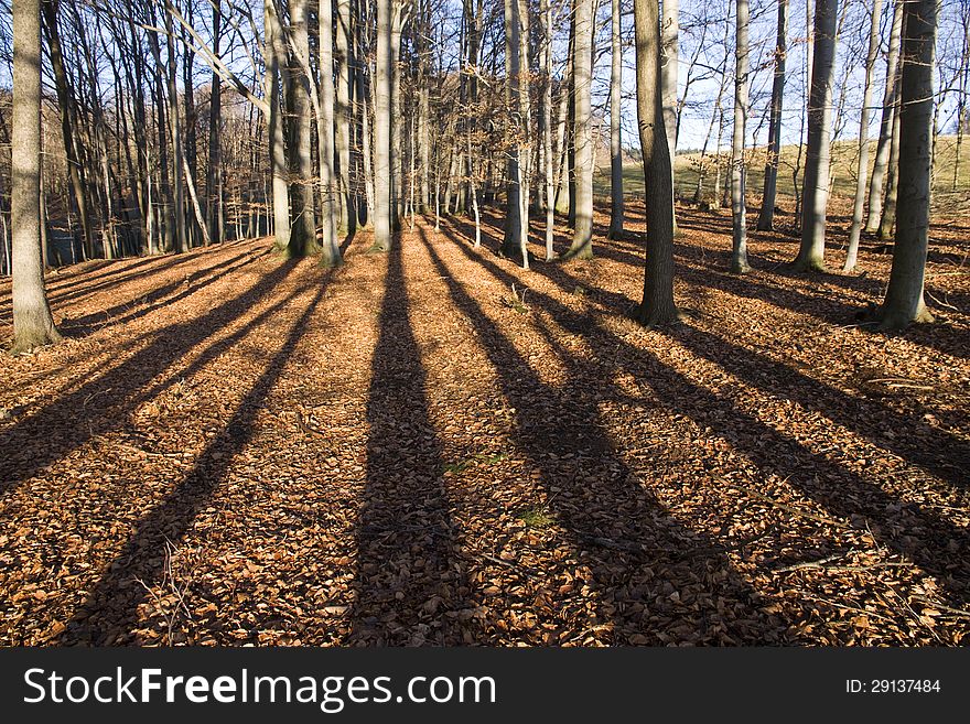 Long shadows in the autumn forest. Long shadows in the autumn forest