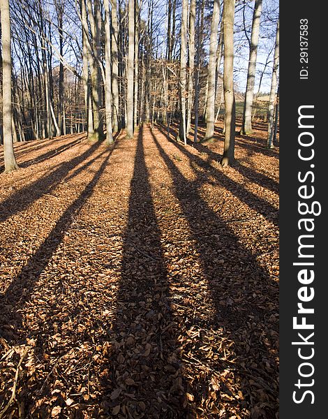 Deciduous forest trees and long shadows on brown leaves