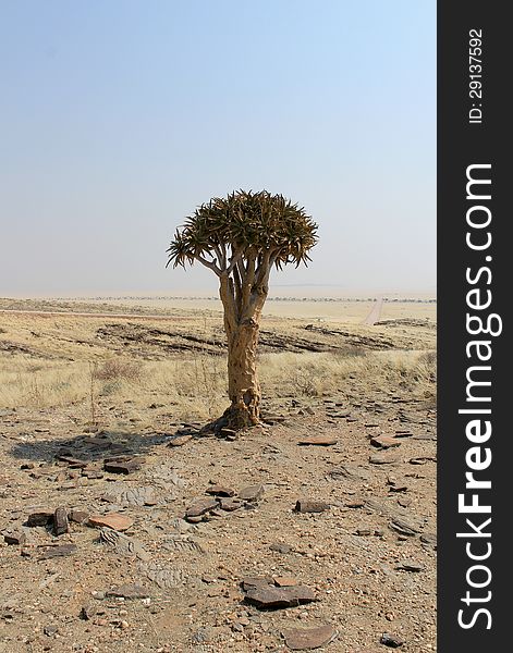Quiver tree (Aloe dichotoma) in the Namib desert landscape. Namibia. Quiver tree (Aloe dichotoma) in the Namib desert landscape. Namibia