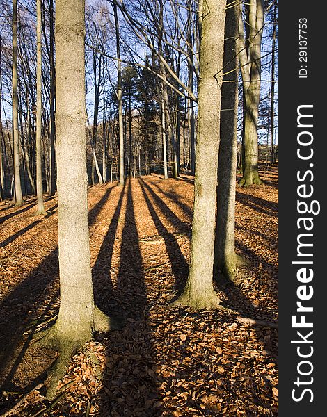 Shadows of the trees in autumn forest. Shadows of the trees in autumn forest