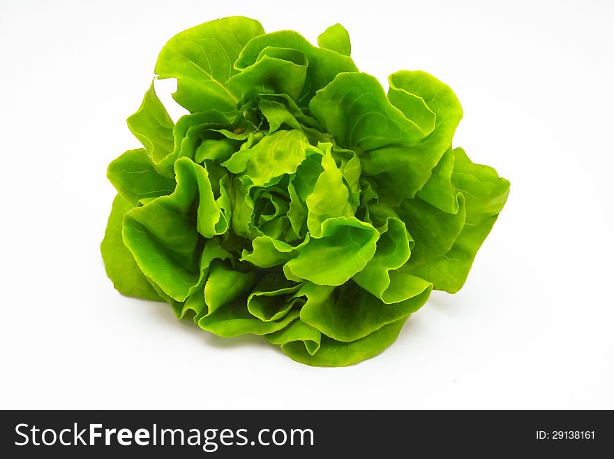 Green lettuce on white background. Green lettuce on white background.