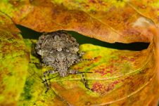 Brown Marmorated Stink Bug Stock Image Brown Marmorated Stink Bug Stock Image