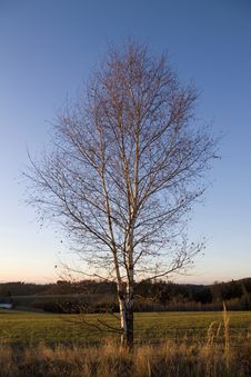 Birch In Autumn Stock Photos Birch In Autumn Stock Photos