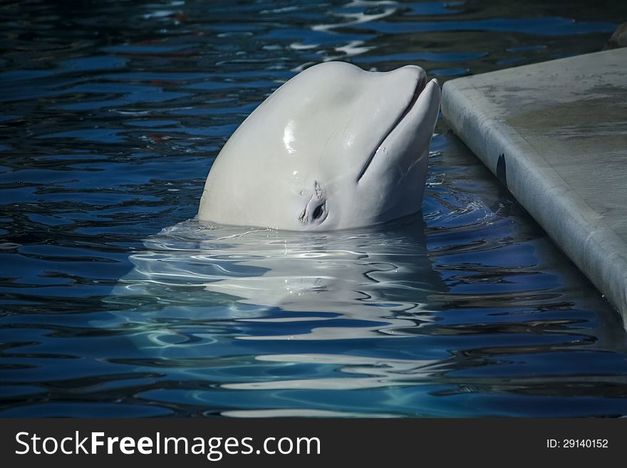 White dolphin in the zoo