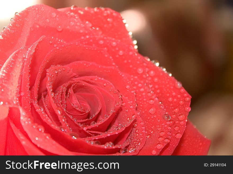 Red rose with water drops close-up. Red rose with water drops close-up