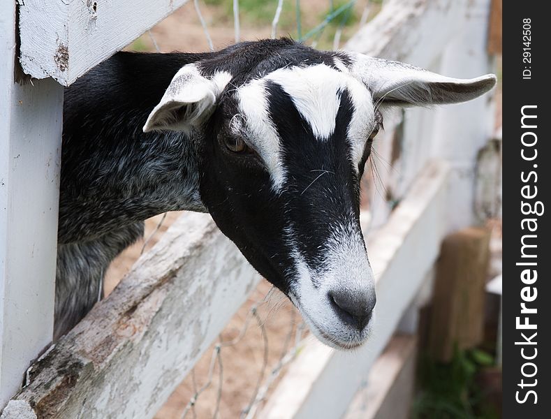 Black and white goat sticks head out of the fence