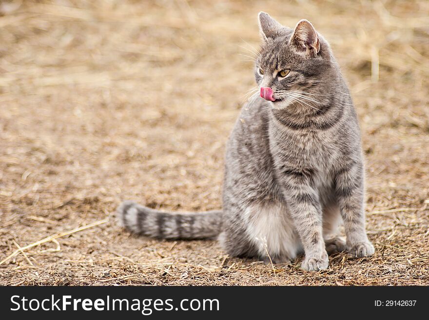Grey cat with her tongue out. Grey cat with her tongue out
