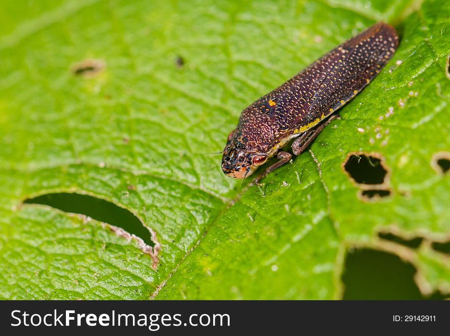 Brown leafhopper, 1/8 inch long, on green leaf