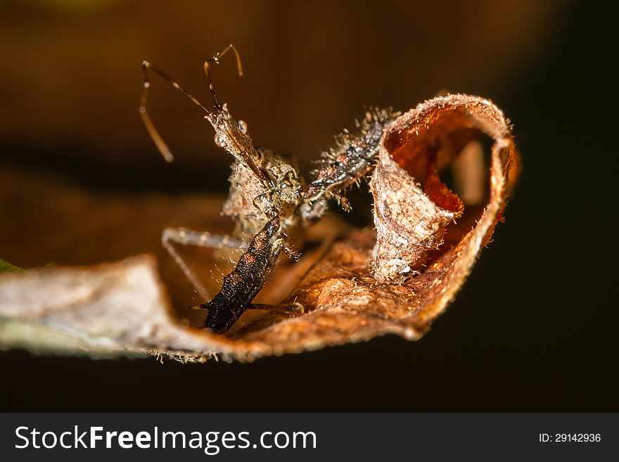 Fontal view of brown marmorated stink bug on curly brown leaf