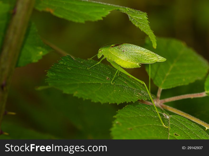 Green, leaf-shaped, long-legged, katydid hidding between the leaves, great camouflage. Green, leaf-shaped, long-legged, katydid hidding between the leaves, great camouflage