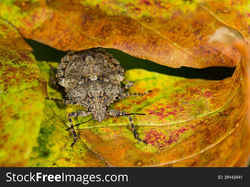 Brown marmorated stink bug on multi colored leaf