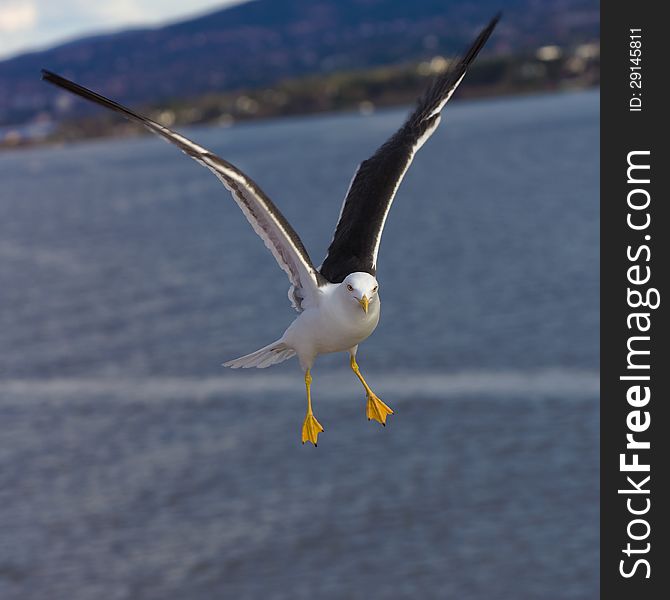 Lone seagull flying over the sea water. Lone seagull flying over the sea water