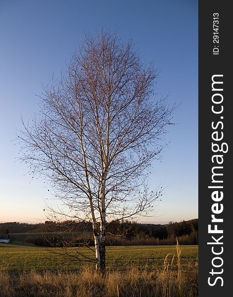 With leafless birch leaves in the evening. With leafless birch leaves in the evening