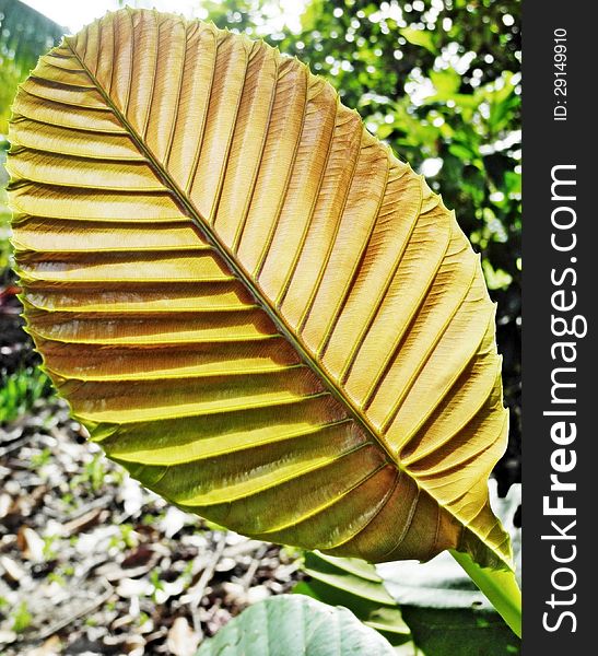 A perfectly young Simpur leaf with its vascular tissue network called the veins. the colour is usually brownish with a shining surface. it turns dark green after a few days. often the green leaves are commonly used for wrapping foods during the olden days and quite even today. since a lot of things as such have been invented or designed rather more reliable, durable and more practical to use, heavy duty, handy, macro waves, clean, safe and better in shapes. therefore things that were used during the olden days are seldom or not really needed anymore. nevertheless there are materials in nature which are able to resist against the harsh weather phenomena.