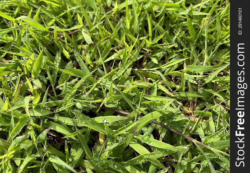 fresh green grass with water drops close up, green grass with dewdrop after a rain