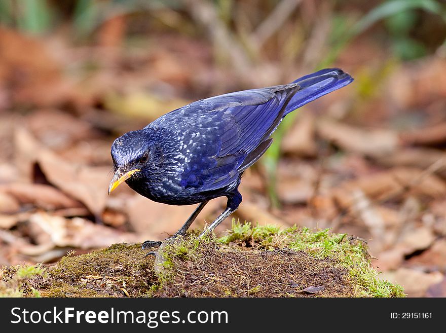 Blue Whistling Thrush Bird.