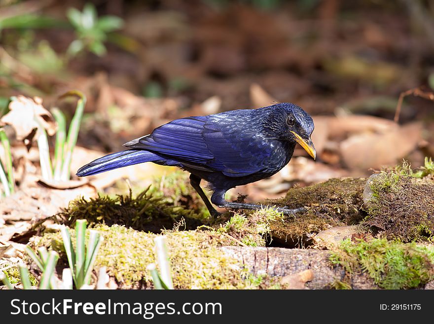 The Blue Whistling Thrush Bird Forest habitats from sea level to a height of 900 meters. The Blue Whistling Thrush Bird Forest habitats from sea level to a height of 900 meters.