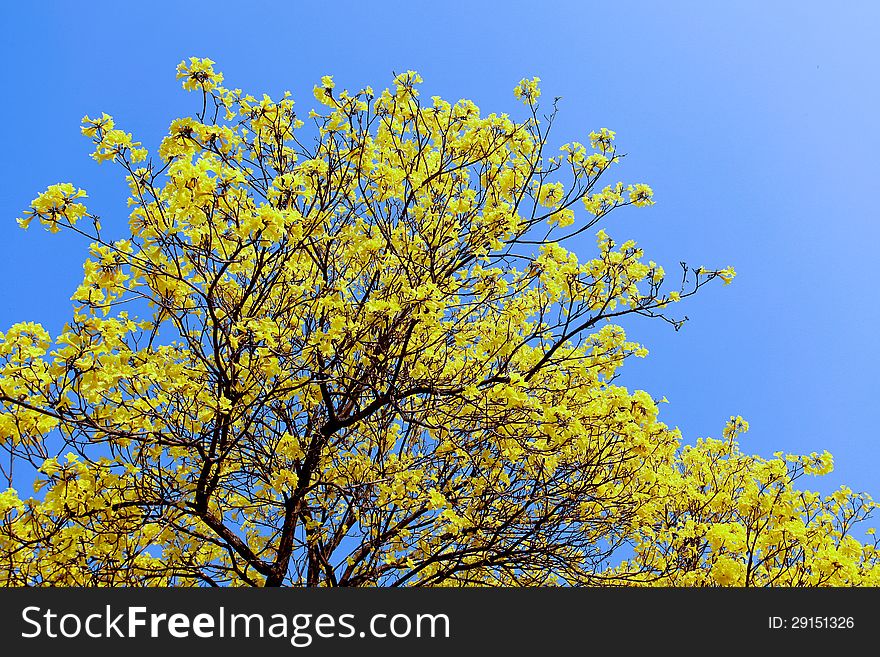 Tabebuia chrysantha flowers bloom in spring, Thailand. Tabebuia chrysantha flowers bloom in spring, Thailand.