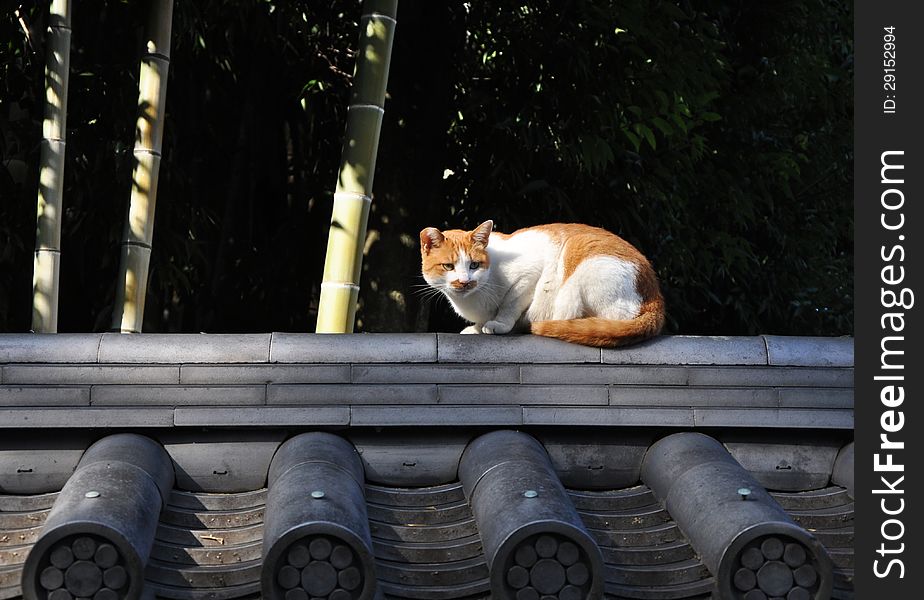 Stray cat on the roof in Kyoto, Japan. Stray cat on the roof in Kyoto, Japan