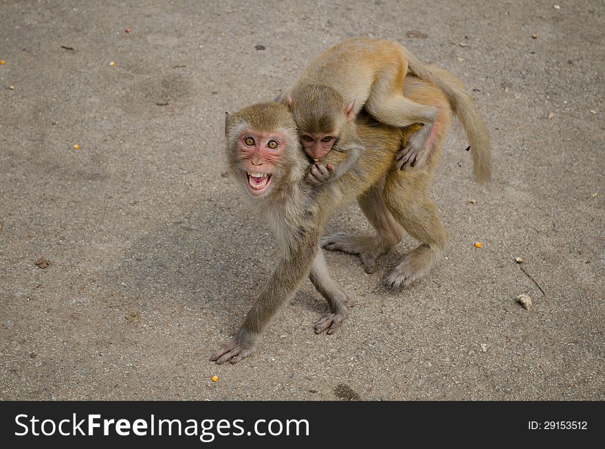 Rhesus macaque monkeys in Loei,Thailand