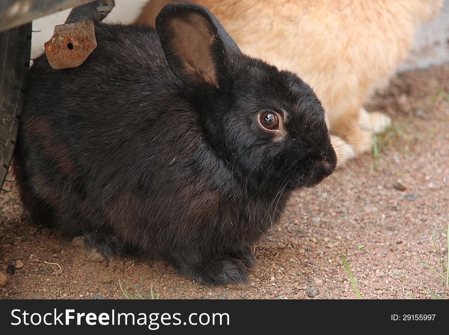 Close up Black Little rabbit it stare in awe. Close up Black Little rabbit it stare in awe.