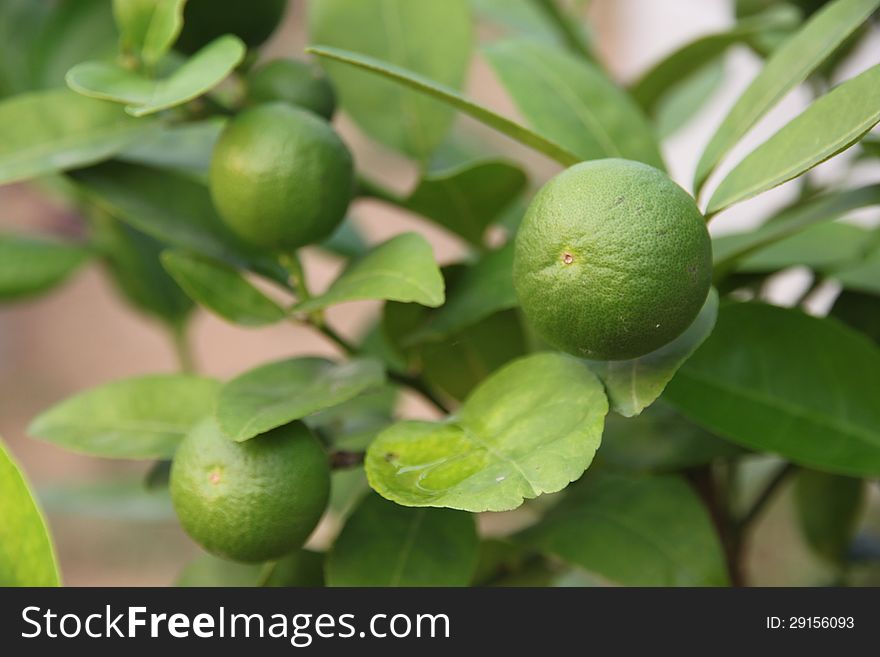 The Lemon trees. it have three Lemon.