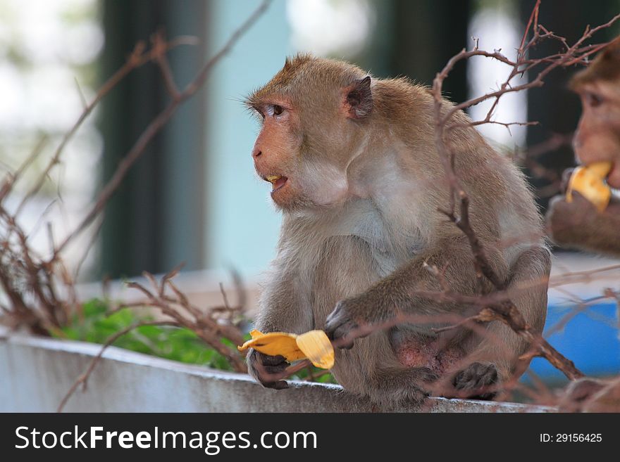 Monkey eating a banana. Monkey eating a banana.