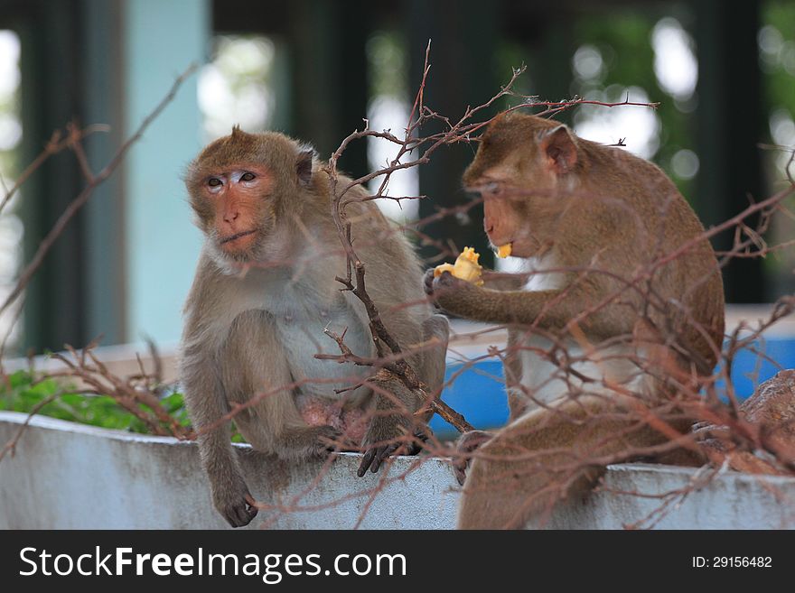 Two a Monkey eating a banana. Two a Monkey eating a banana.