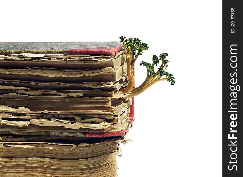 Old book from which sprouted sprouts, white background, isolated