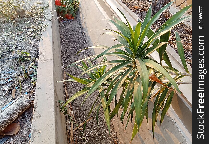 Panda plant in a dry ditch