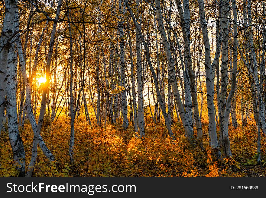 Autumn sunset in a birch grove