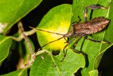 Leaf-legged Stink Bug Royalty Free Stock Photo Leaf-legged Stink Bug Royalty Free Stock Photo