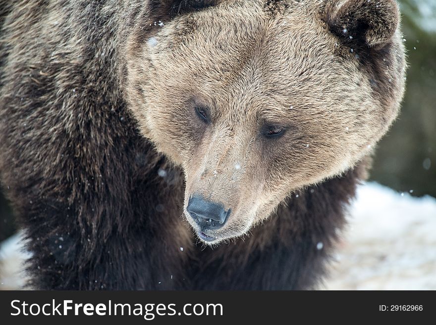 Brown Bear &#x28; Ursus arctos &#x29