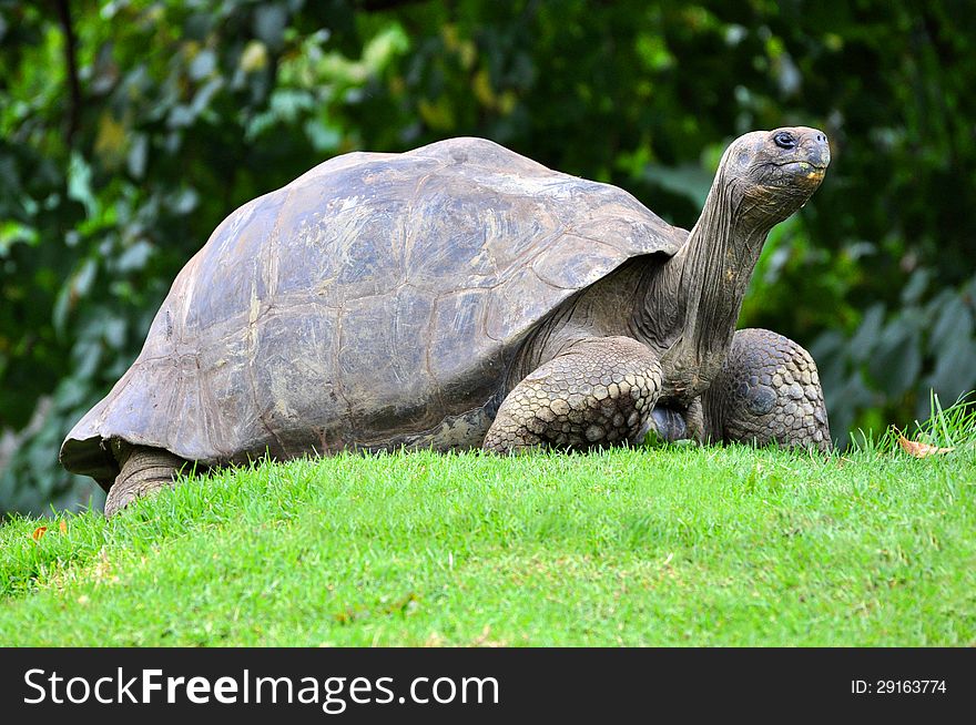 Large turtle in green.