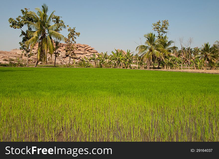 Green rice field with palms in Hampi