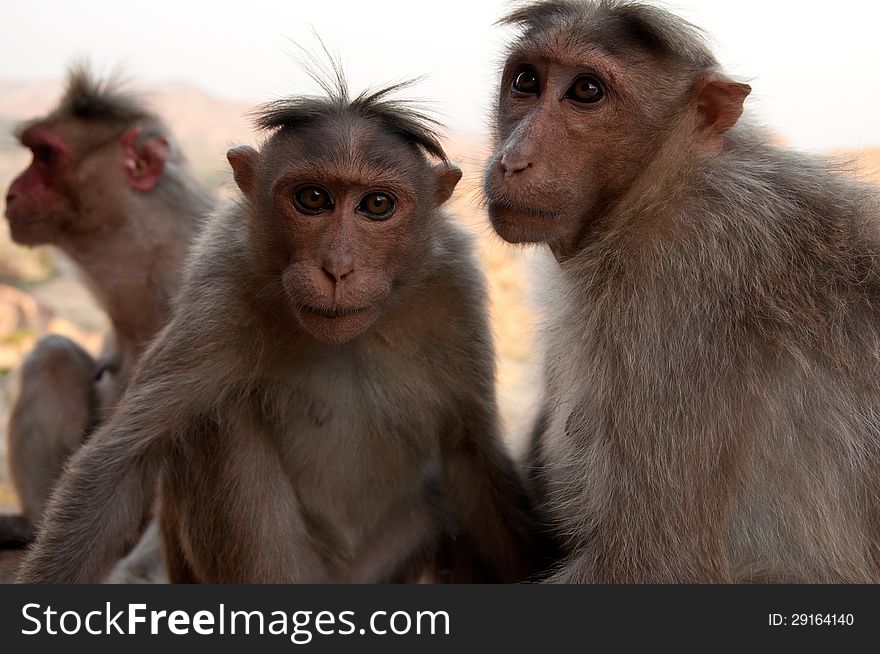 Pair of monkeys in Hampi, India