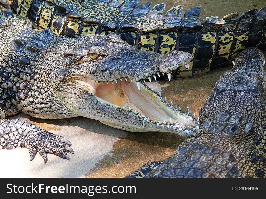 Australian crocodile, Darwin Crocodile Farm, Australia
