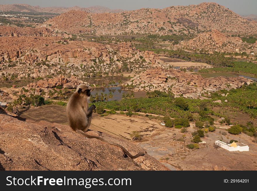 Monkey overlooking boulder landscape in Hampi, India