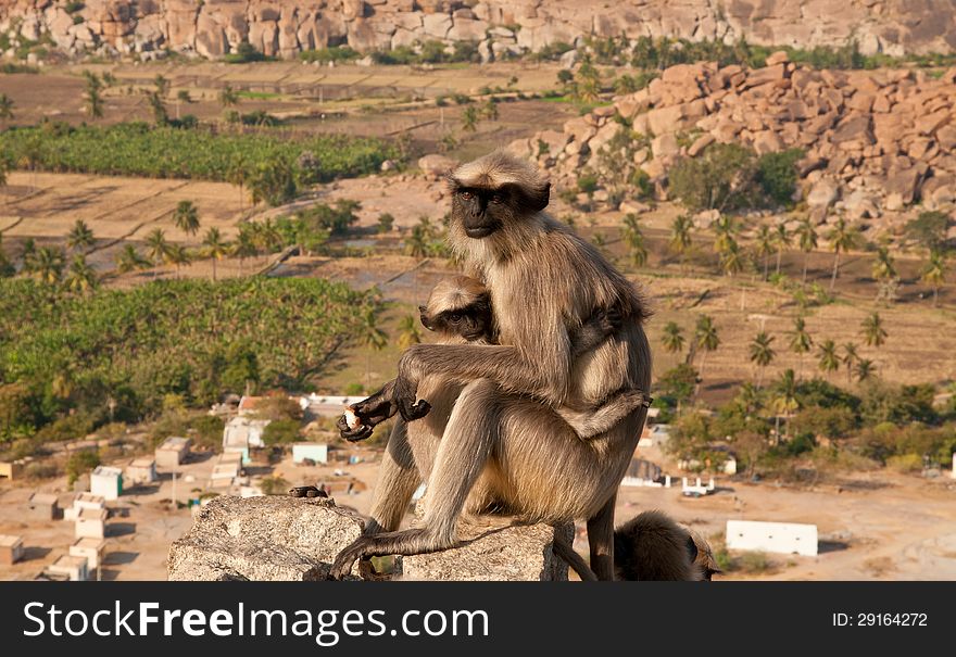 Monkey with a cub overlooking boulder landscape in Hampi, India