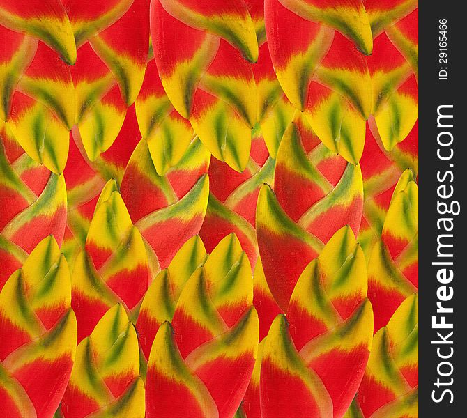 Abstract colorfull background. Made from Heliconia leaves.