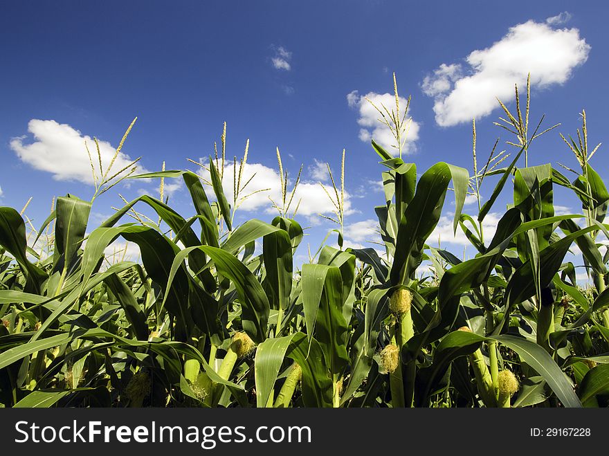 Corn tassel and corn in a corn field