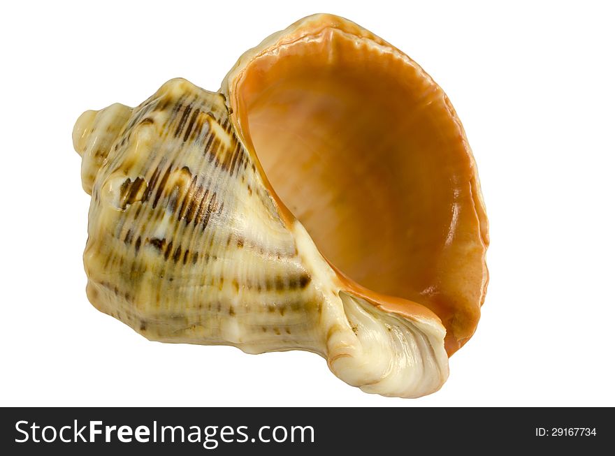 Sea ​​shells on a table on a white background. Sea ​​shells on a table on a white background