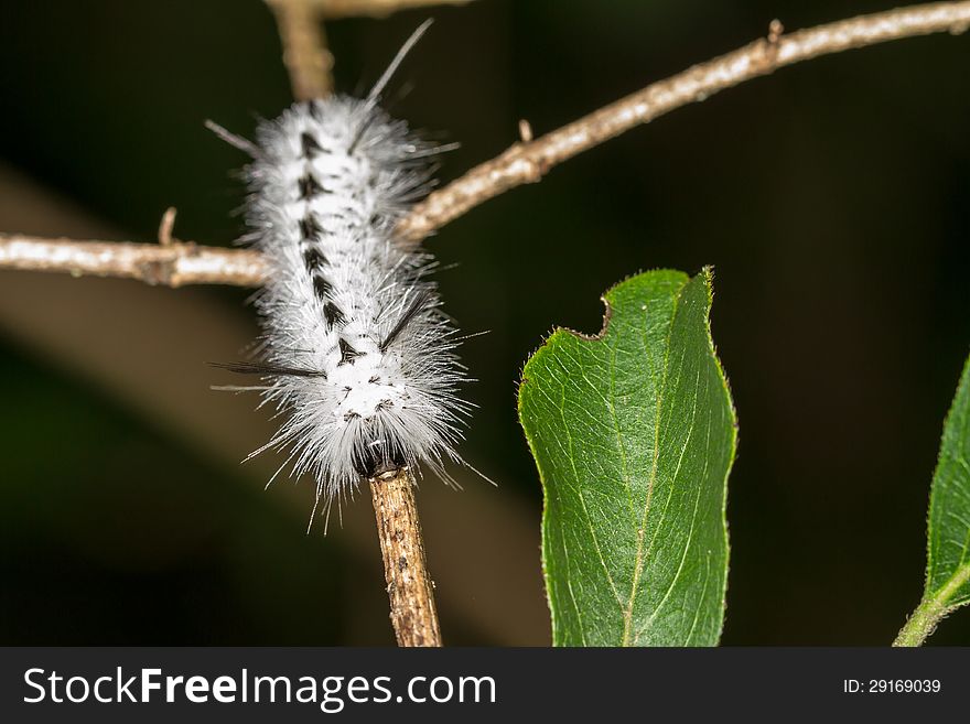 White black hairy caterpillar of the Hickory Tussock moth. White black hairy caterpillar of the Hickory Tussock moth